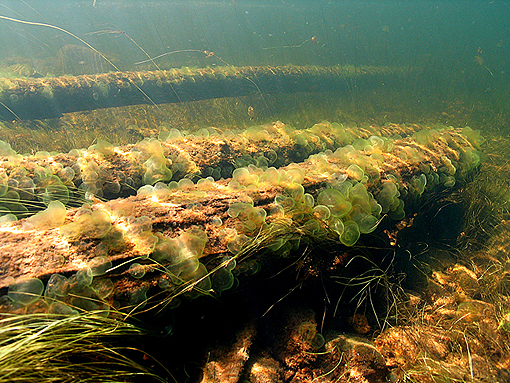 (7) Algae couvered sunken logs