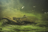 (22) Freshwater Eels Feeding