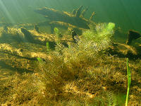(41) Sphagnum Weed is Prolific in Ponds