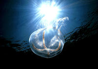 (8) And God Created a Jelly Fish