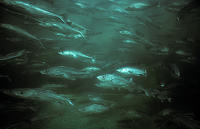 (23) Cod Fish Aquaculture
