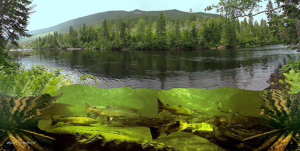 (6) Berry Mountain Salmon Pool on the Grand Cascapedia River