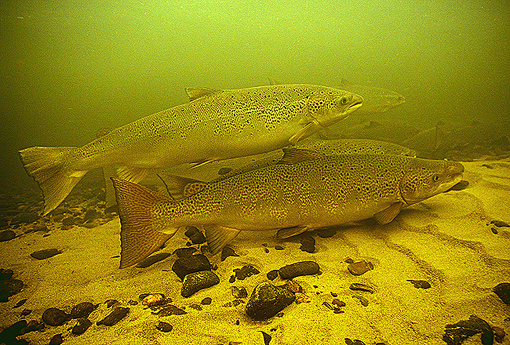 (13) Pair of multi sea winter salmon Miramichi river