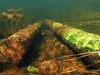 (6) Sunken logs are common evidence from logging period times