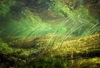 (8) Common weeds habitat in small rivers