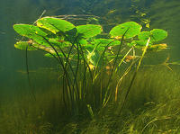 (12) Lillies in pond habitat