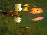(14) Blooming pond lillies