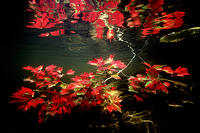 (15) Maple Leaves under water #1