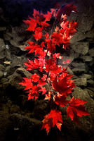 (16) Maple leaves under water #2
