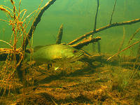 (23) Smallmouth Bass in Habitat #1
