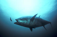 (1) Bluefin Tuna Striking Mackerel