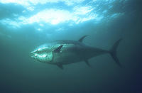 (3) Perfect Profile Bluefin Tuna