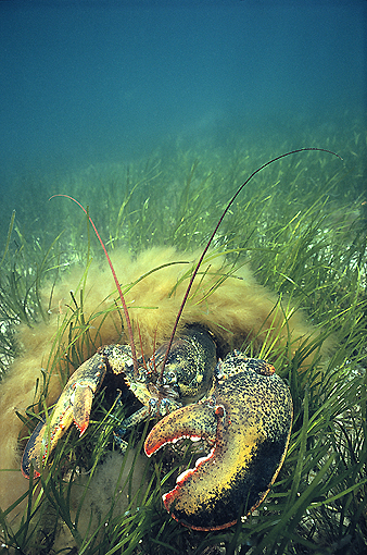 (12) American Lobster - Homarus Americanus _Male