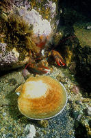 (14) Bay Scallop and Small Lobster