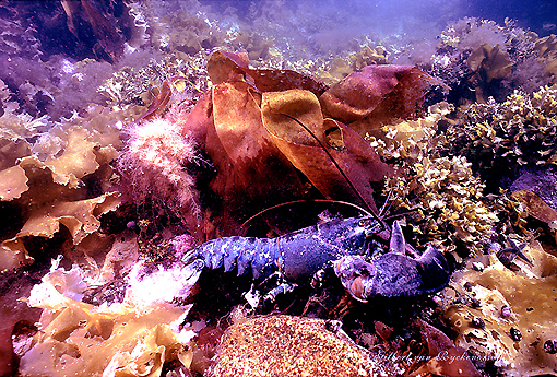 (16) Blue Lobster Amongst Colourful Sea Weeds