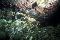 (24) Cod Fish in Bottom Habitat