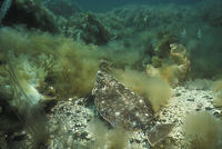 (25) Flounder in Bottom Habitat