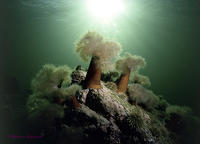 (26) Sea Anemones #1