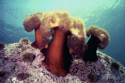 (27) Sea Anemones #2