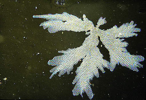 (30) Bryozoan Colony on Kelp in Close Up