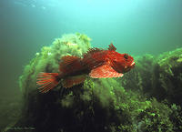 (32) Red Sea Raven