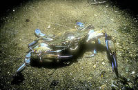 (38) Blue Crab