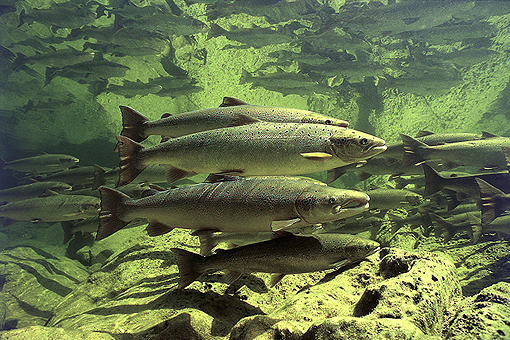(9) Salmon holding Pool in Dartmouth River