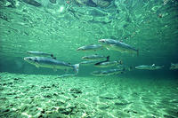 (10) Little Cascapedia Salmon Pool