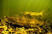 (11) Unusual markings a Miramichi river salmon