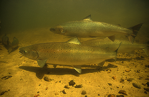(12) Bright Atlantic salmon Miramichi River