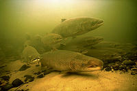 (14) Atlantic salmon nosing into cool spring water, Miramichi river