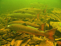 (16) Salmon like the comfort of shielding, Matapedia River