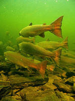 (18) Sensitive tailing to keep current position. Matapedia salmon