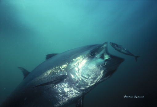 Bluefin Tuna Strike