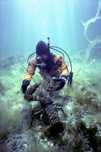 Sub Sea Encounter
